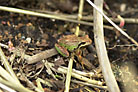 Flowers thumbnail