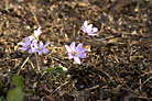 Flowers thumbnail