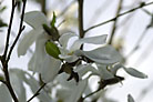 Flowers thumbnail