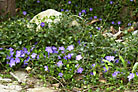 Flowers thumbnail