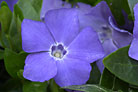 Flowers thumbnail