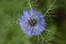 Flowers thumbnail