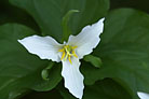Flowers thumbnail