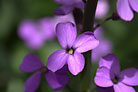 Flowers thumbnail