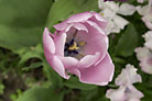 Flowers thumbnail