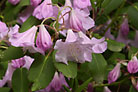 Flowers thumbnail