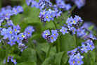 Flowers thumbnail
