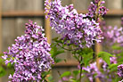 Flowers thumbnail