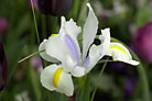 Flowers thumbnail