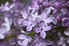 Flowers thumbnail