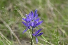 Flowers thumbnail