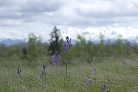 Flowers thumbnail