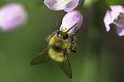 Flowers thumbnail