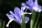 Flowers thumbnail