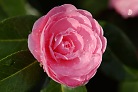 Flowers thumbnail