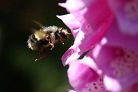 Flowers thumbnail