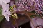 Flowers thumbnail