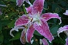 Flowers thumbnail