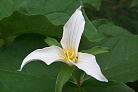 Flowers thumbnail