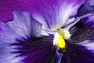 Flowers thumbnail