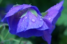 Flowers thumbnail