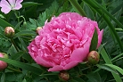 Flowers thumbnail