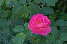 Flowers thumbnail