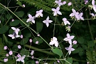Flowers thumbnail