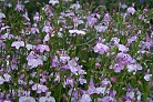 Flowers thumbnail
