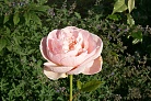 Flowers thumbnail