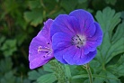 Flowers thumbnail