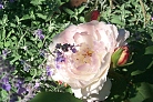 Flowers thumbnail