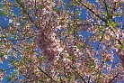 Flowers thumbnail