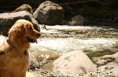 Admiring the river on a hike (Genevieve's Late Summer/Fall in 2002)