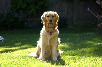 A Golden Silhouette (Genevieve's Late Summer/Fall in 2002)