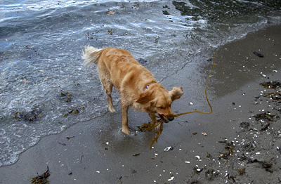 No seaweed is safe! (Genevieve's Late Summer/Fall in 2002)