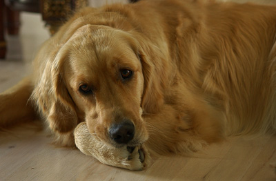 Genevieve's classic resting pose (Genevieve's Late Summer/Fall in 2002)