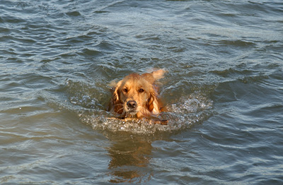 Going for a swim at a Mercer Island park (Genevieve's Late Summer/Fall in 2002)