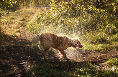 Shaking off the swim (Genevieve's Late Summer/Fall in 2002)