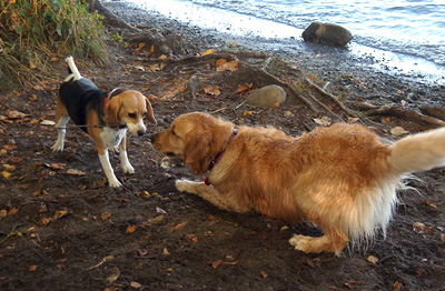 Genevieve loves meeting new beagle puppies (Genevieve's Late Summer/Fall in 2002)