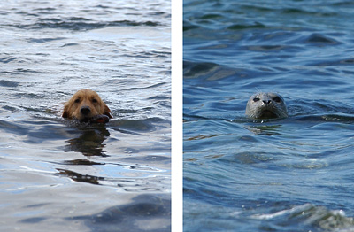 Hmmmm... Which one is my dog? (Genevieve's Late Summer/Fall in 2002)