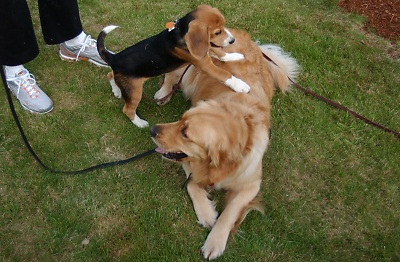 Ace is the boss when Genevieve plays. (Genevieve's Summer 2002)