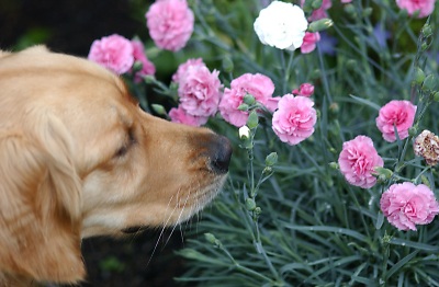 These flowers smell pretty. (Genevieve's Summer 2002)