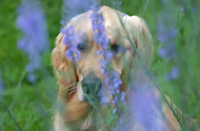 Who's that behind those flowers? (Genevieve's Summer 2002)