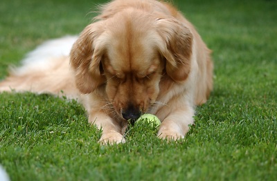 When I was little, these balls seemed so much bigger. (Genevieve's Summer 2002)