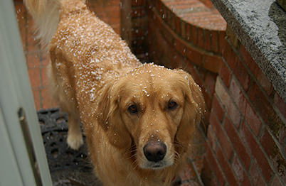 What's that white fluff on your back? (Genevieve in 2003)