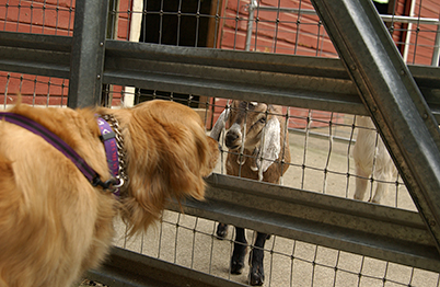 Meeting the goats at the Easter Farm (Genevieve in 2003)