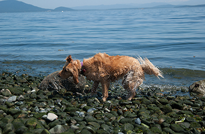 This summer we did a lot of swimming... (Genevieve in 2003)