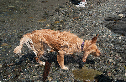 ...and shaking off water! (Genevieve in 2003)