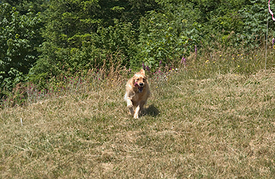 This summer we ran a lot... (Genevieve in 2003)